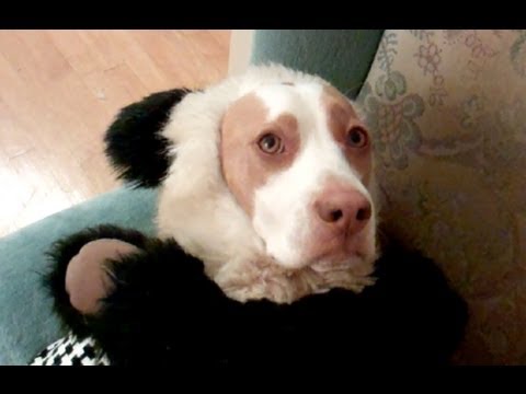 The Ultimate Dog Shaming : Cute Dog Maymo