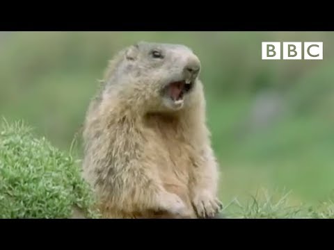 Funny talking animals: Alan!.. Alan!.. Steve! | Walk on the Wild Side - BBC