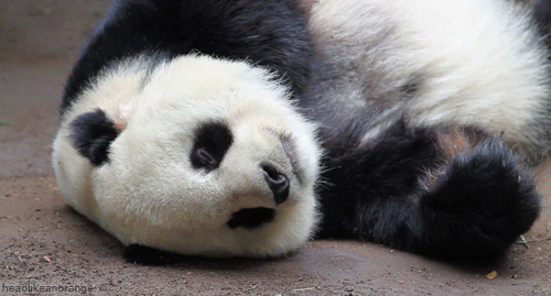reaction gif panda internetzkidz glossar